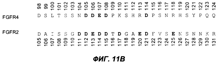 Мутеины кислотной зоны внеклеточного домена рецептора фактора роста фибробластов (патент 2509774)