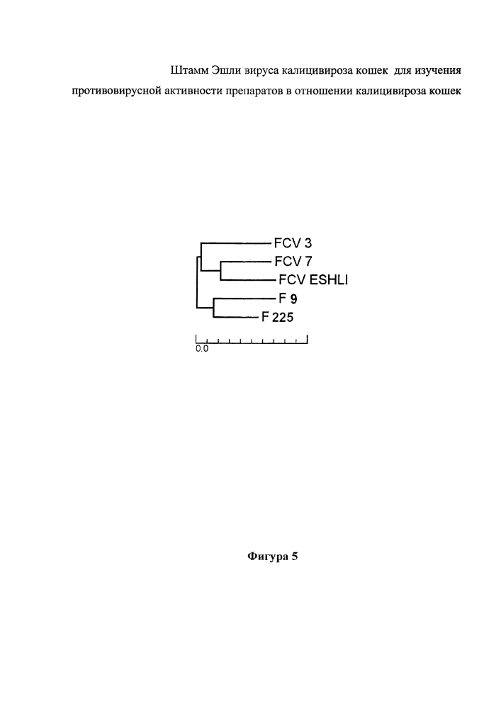 Штамм эшли вируса калицивироза кошек для изучения противовирусной активности препаратов в отношении калицивироза кошек (патент 2628096)