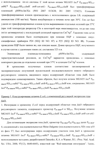 Бактерия - продуцент 1-бутанола и способ получения 1-бутанола (патент 2431672)