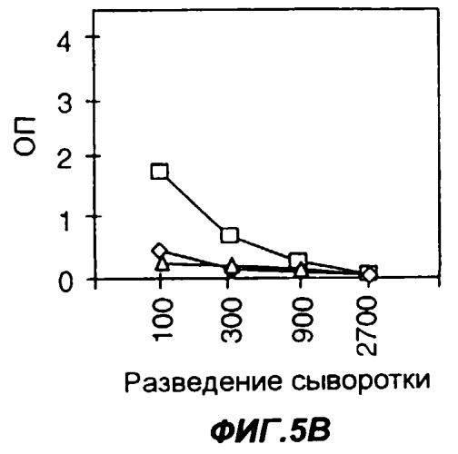 Слитые белки с fc-фрагментом иммуноглобулина для повышения иммуногенности белковых и пептидных антигенов (патент 2248214)