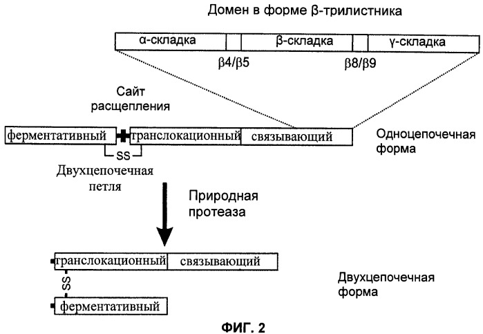 Способы лечения мочеполовых-неврологических расстройств с использованием модифицированных клостридиальных токсинов (патент 2491086)