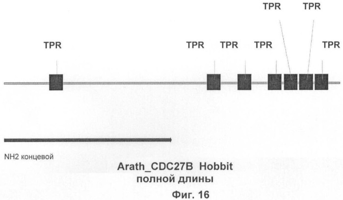Растения, имеющие улучшенные характеристики роста, и способы их получения (патент 2463352)
