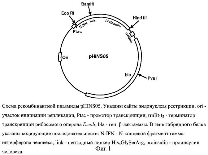 Рекомбинантная плазмидная днк phins05, кодирующая гибридный полипептид, содержащий проинсулин человека, клетка escherichia coli, трансформированная рекомбинантной плазмидной днк phins05, и штамм бактерий escherichia coli jm109/phins05 - продуцент гибридного полипептида, содержащего проинсулин человека (патент 2263147)