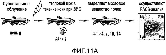 Способ стимулирования экспансии гематопоэтических стволовых клеток (патент 2493252)