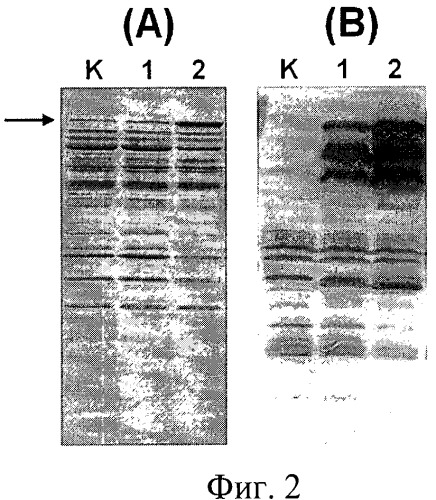 Способ получения белка e7-hsp70 и штамм дрожжей saccharomyces cerevisiae для его осуществления (патент 2489481)