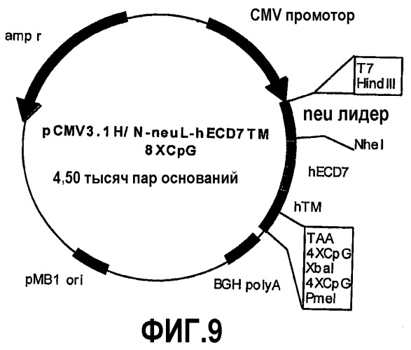 Р185neu-кодирующая днк и ее терапевтические применения (патент 2350652)