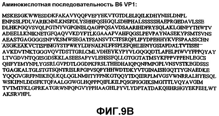 Способ выявления парвовируса b19 человека в биологическом образце (варианты) и набор для его осуществления (патент 2301263)