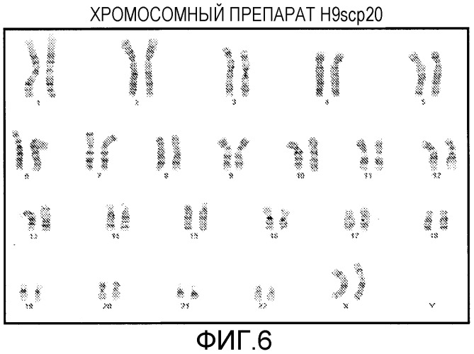 Культивирование отдельных эмбриональных стволовых клеток (патент 2473687)