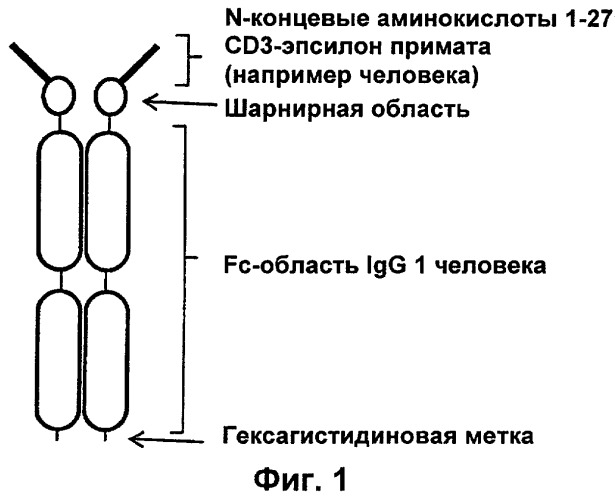 Биспецифические связывающие агенты с межвидовой специфичностью (патент 2535992)