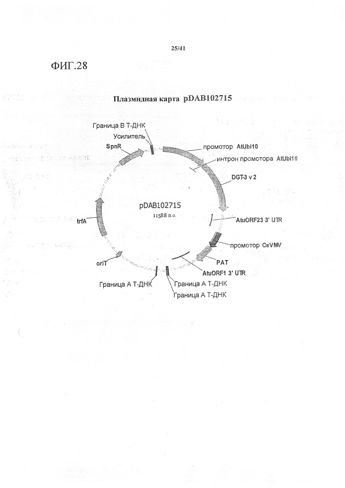 Синтетические транзитные пептиды хлоропласта из brassica (патент 2636035)