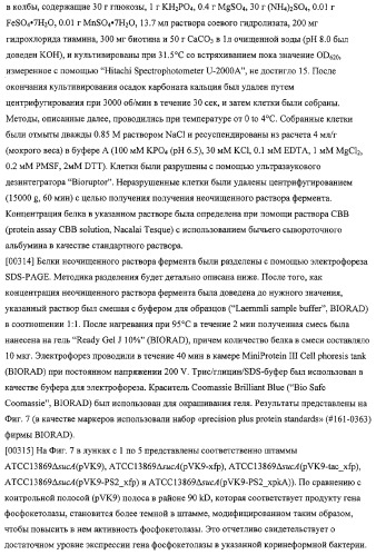 Использование фосфокетолазы для продукции полезных метаболитов (патент 2322496)