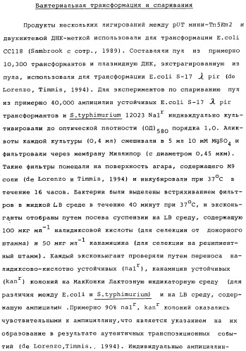 Vgc2 днк salmonella typhimurium, мутантная бактерия, обладающая пониженной способностью к адаптации к условиям окружающей среды, и способ ее получения (патент 2370541)