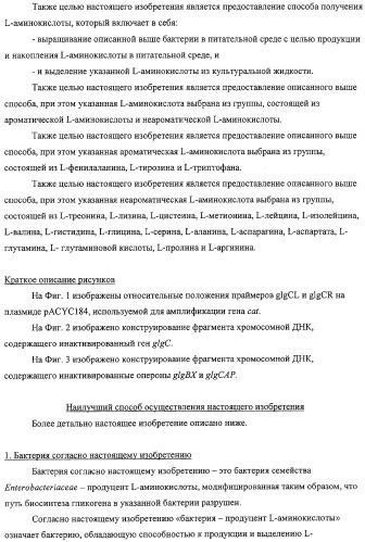 Способ получения l-аминокислот с использованием бактерии, принадлежащей к роду escherichia, в которой разрушен путь биосинтеза гликогена (патент 2315809)