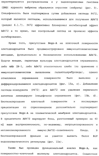 Поликлональное антитело против nogo, фармацевтическая композиция и применение антитела для изготовления лекарственного средства (патент 2432364)