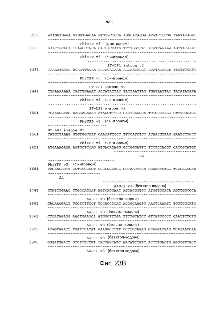 Конструкция и способ конструирования синтетического двунаправленного растительного промотора ubi1 (патент 2639538)