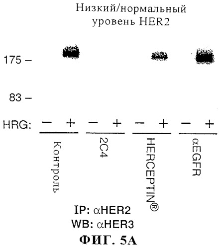 Гуманизированное антитело, которое обладает способностью связывать erbb2 и блокировать активацию лигандом рецептора erbb (варианты) и композиция для применения при лечении рака, содержащая это антитело (патент 2270029)