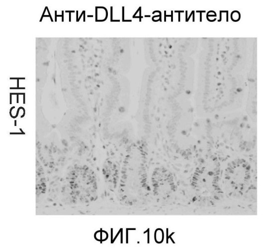 Антитела против dll4 и способы их применения (патент 2415869)