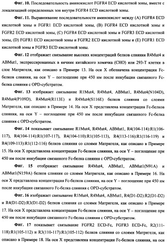 Мутеины кислотной зоны внеклеточного домена рецептора фактора роста фибробластов (патент 2509774)