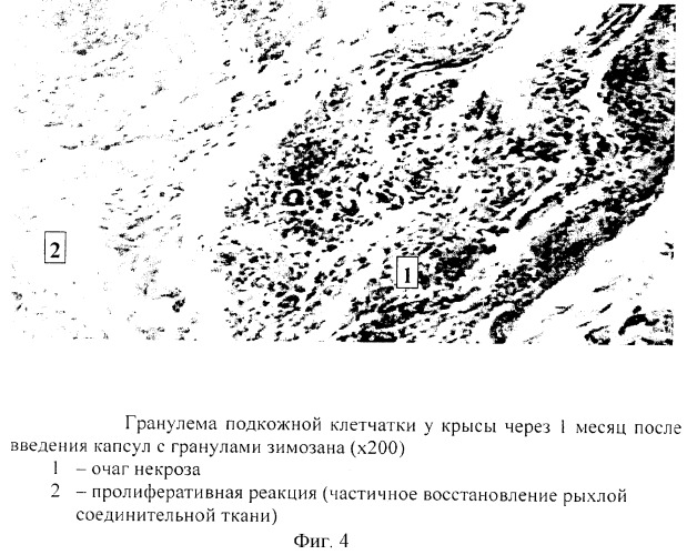 Способ моделирования воспалительного процесса организма (патент 2281563)