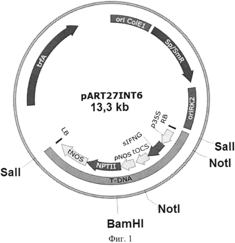Рекомбинантная плазмидная днк part27int6 и способ получения на ее основе инбредной линии растений табака, синтезирующего внутриклеточный гамма-интерферон быка (патент 2564115)