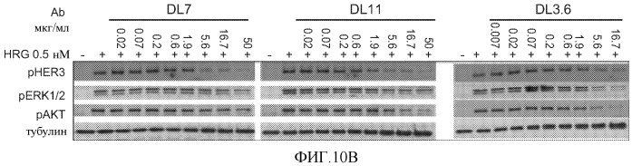 Антитела к her (патент 2504553)