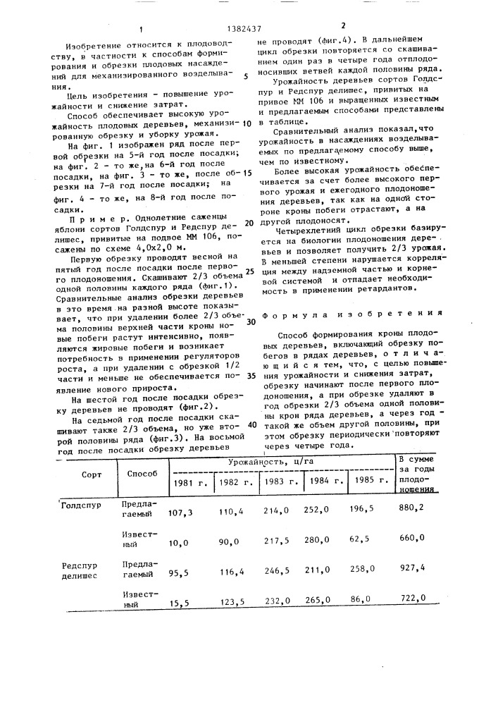 Способ формирования кроны плодовых деревьев (патент 1382437)