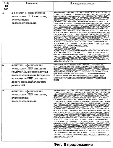 Система экспрессии компонентов ортогональной трансляции в эубактериальной клетке-хозяине (патент 2467069)