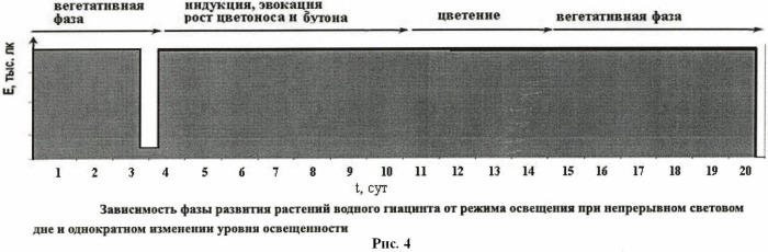 Способ перевода растения водного гиацинта (eichhornia crassipes) из вегетативной фазы в репродуктивную (патент 2460280)