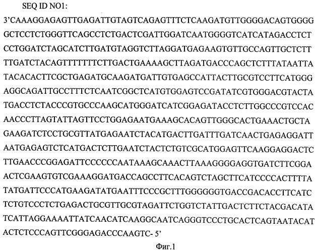 Рекомбинантный штамм escherichia coli tg1(prvmoscow3253g-l) для получения набора пцр-стандартов и набор пцр-стандартов для определения концентрации штамма вируса бешенства "москва 3253" в рабическом антигене (патент 2511029)