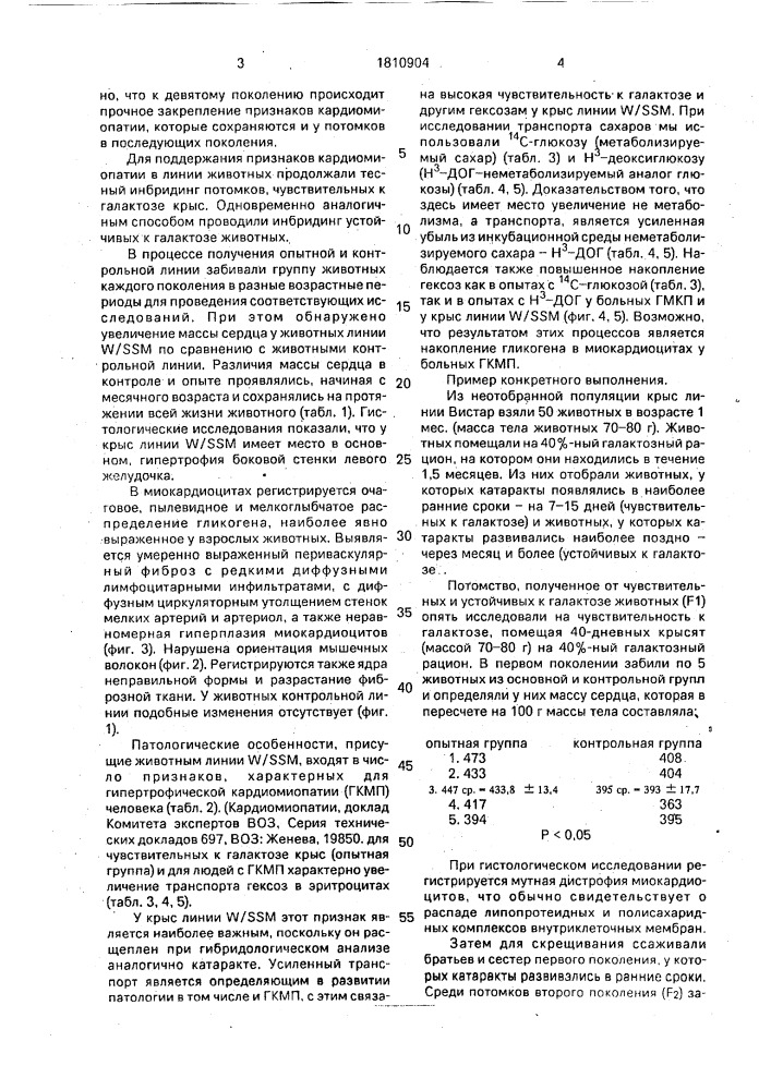 Способ моделирования гипертрофической кардиомиопатии у крыс линии w/ss м (патент 1810904)