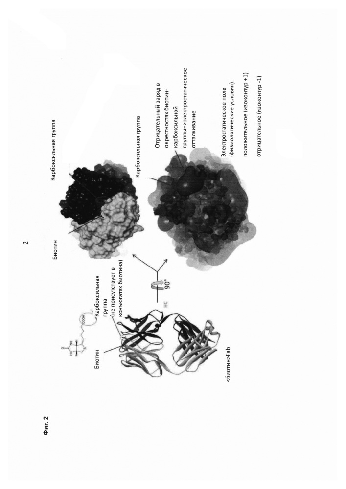 Антитела к биотину и способы их применения (патент 2630296)
