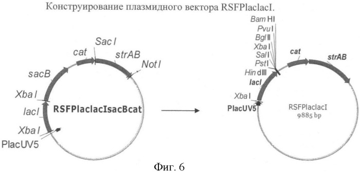 Бактерия, принадлежащая к роду pantoea, - продуцент l-аспартата или метаболита, являющегося производным l-аспартата, и способ получения l-аспартата или метаболита, являющегося производным l-аспартата (патент 2411289)