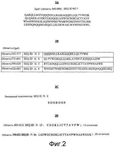 Новая растворимая и стабилизированная тримерная форма полипептидов gp41 (патент 2390525)