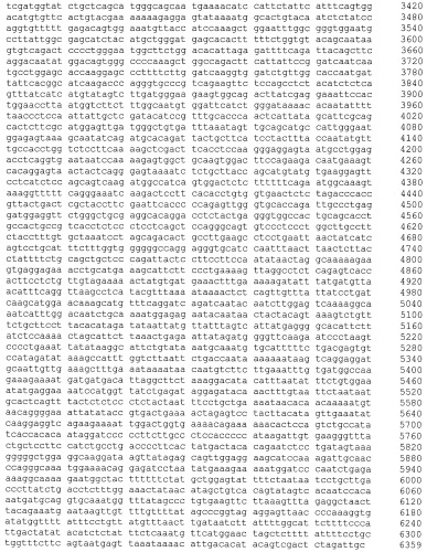 Экспрессионная генетическая конструкция poptivec/f8bdd, кодирующая рекомбинантный фактор свертываемости крови viii человека с делецией в-домена, и клеточная линия dg-ov-f8bdd-18, продуцирующая рекомбинантный фактор свертываемости крови viii человека с делецией в-домена (патент 2429294)