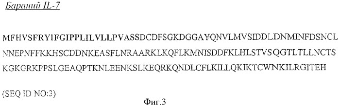 Слитые белки il-7 (патент 2369616)