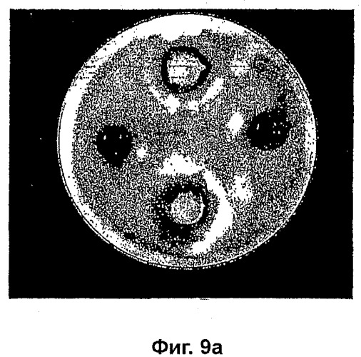 Композиции на основе arthrospira и их применение (патент 2412990)