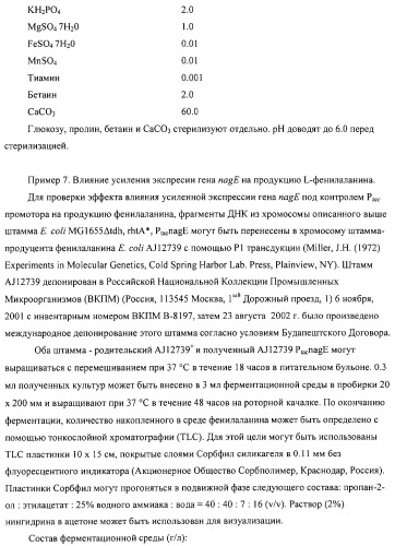 Способ получения l-аминокислот с использованием бактерии, принадлежащей к роду escherichia (патент 2312893)