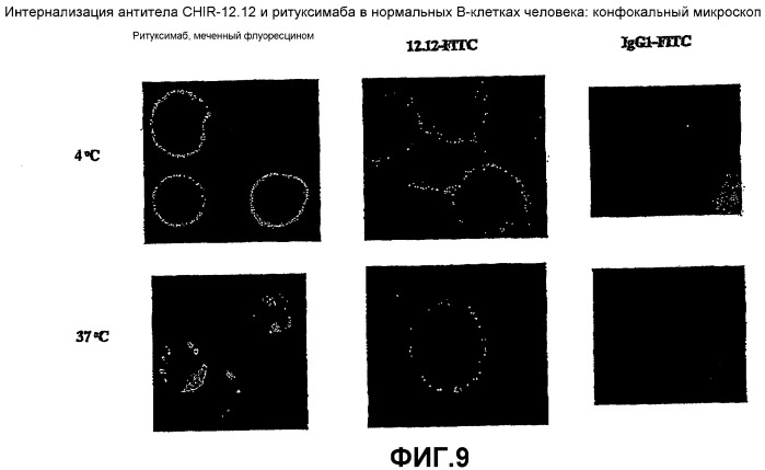 Применения антител против cd40 (патент 2442605)