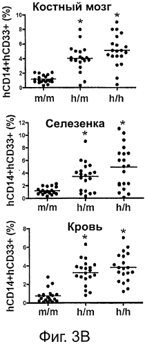 Гуманизированные m-csf мыши (патент 2577978)