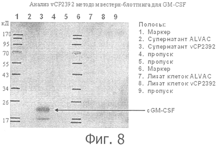 Композиции рекомбинантного cdv и ее применение (патент 2567337)