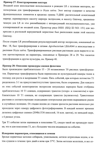Растения, имеющие улучшенные характеристики роста, и способы их получения (патент 2463352)