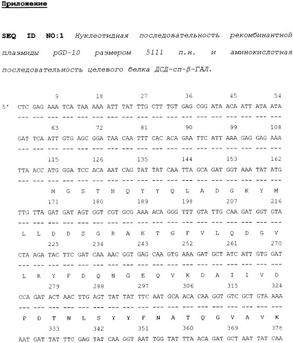Рекомбинантная белковая конструкция дсд-сп- -гал, обладающая активностью фермента термостабильной  -галактозидазы (лактазы) и способностью аффинно связываться с декстраном, плазмидная днк pgd-10, определяющая биосинтез дсд-сп- -гал, и штамм-продуцент escherichia coli dh5 /pgd-10 (патент 2428477)