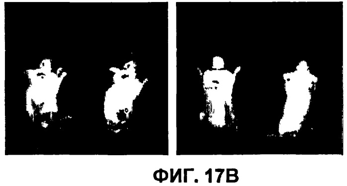 Конъюгаты rgd-пептидов и фотосенсибилизаторов порфирина или (бактерио)хлорофилла и их применение (патент 2450018)