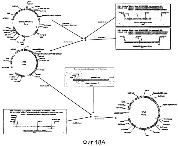 Полимеры изопрена из возобновляемых источников (патент 2505605)