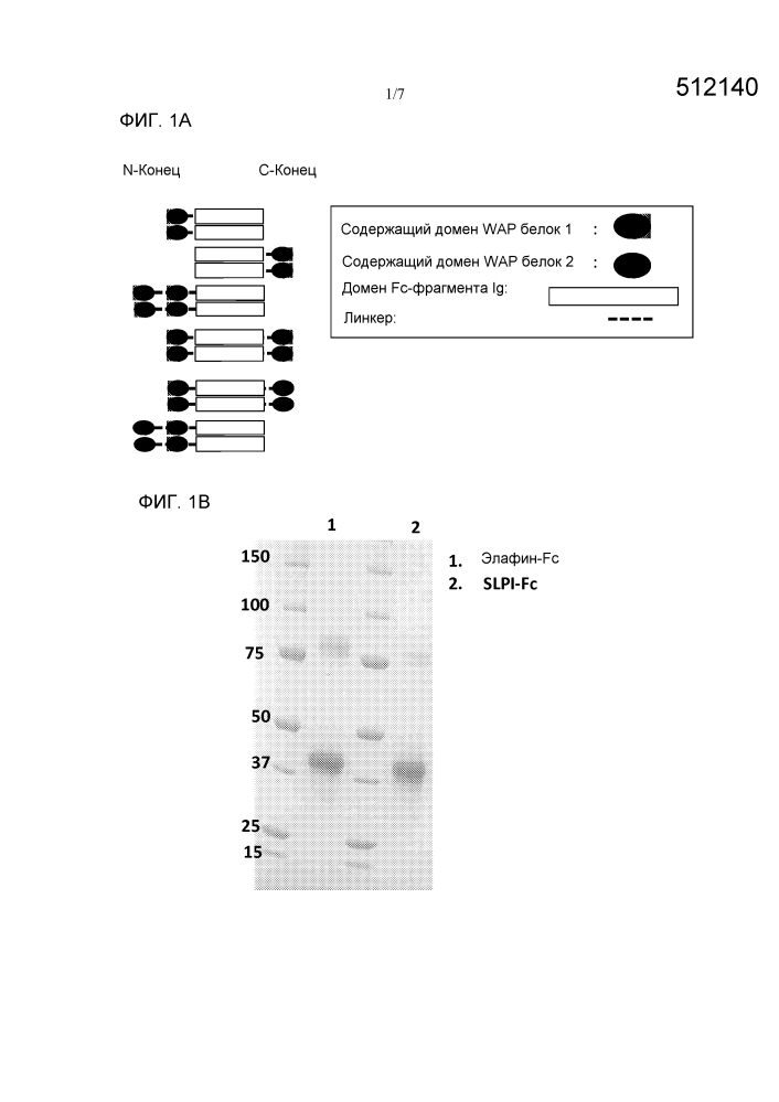 Слитые полипептиды, содержащие домен wap, и способы их применения (патент 2639526)