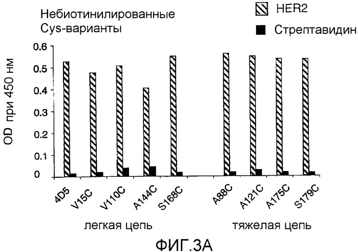 Антитела, сконструированные на основе цистеинов, и их конъюгаты (патент 2412947)