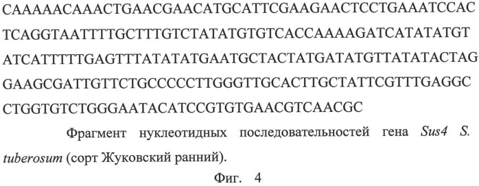 Высокоспецифичный днк-маркер, используемый в качестве эндогенного референсного контроля для обнаружения геномной днк картофеля в растительном материале и пищевых продуктах, в том числе при идентификации гмо (патент 2539756)