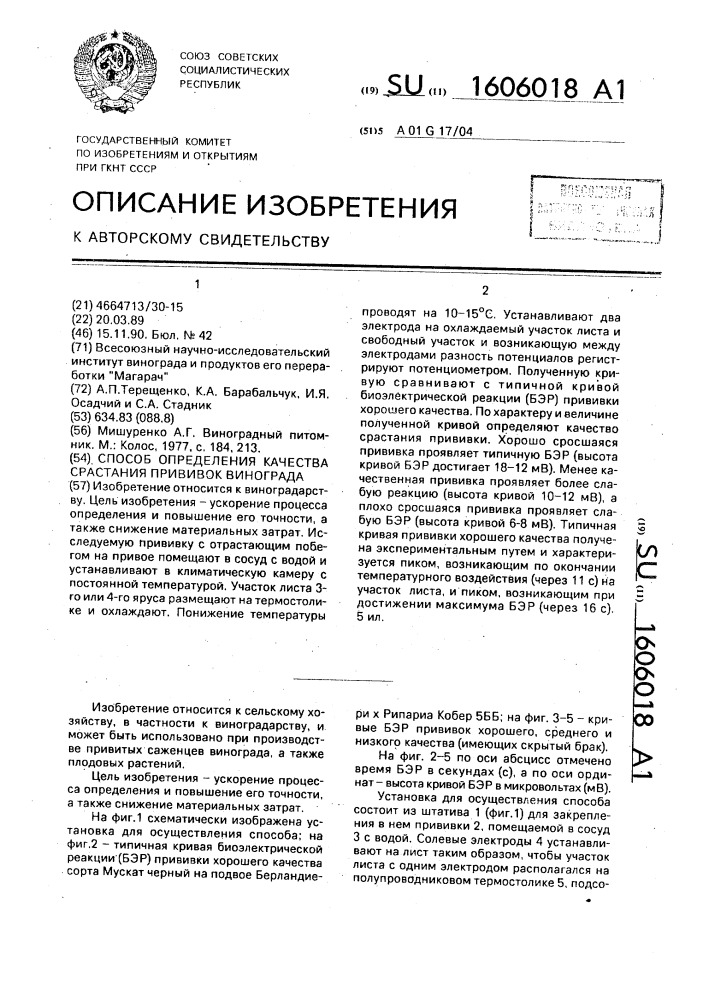 Способ определения качества срастания прививок винограда (патент 1606018)