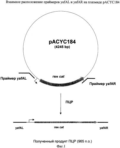 Способ получения l-аминокислот с использованием бактерии, принадлежащей к роду escherichia, в которой инактивирован ген yafa (патент 2315808)