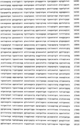Бактериофаг, обладающий активностью против pseudomonas aeruginosa, белки бактериофага и способы их применения (патент 2580248)